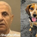 Egyptier sparkade tullhund på amerikansk flygplats – kastas ut ur landet