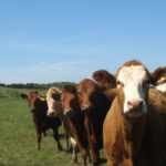 Bovaer-skandalen i Danmark: Kor kollapsar och måste avlivas